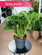 Monstera Monkey Leaf łątwa w uprawie i oczyszczająca powietrze z dostawą online w całej Polsce