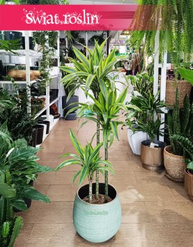 Dracena Lemon Lime 3 pnie, Dracaena Lemon Lime 3 pnie