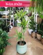 Dracena Lemon Lime 3 pnie, Dracaena Lemon Lime 3 pnie