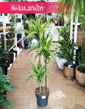 Dracena Lemon trzypienna, Dracaena Lemon Lime trzypienna w najlepszej cenie i jakości z dostawą w całej Polsce