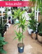Dracena Lemon trzypienna, Dracaena Lemon Lime trzypienna w najlepszej cenie i jakości z dostawą w całej Polsce