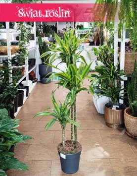 Dracena Lemon Lime 3 pnie  do kupienia w sklepie w Krakowie lub z wysyłką, Dracaena Lemon Lime 3 pnie