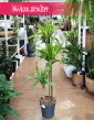 Dracena Lemon Lime 3 pnie  do kupienia w sklepie w Krakowie lub z wysyłką, Dracaena Lemon Lime 3 pnie