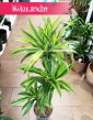 Dracena Lemon Lime 3 pnie, Dracaena Lemon Lime 3 pnie do kupienia w sklepie Świat Roślin z dostawą w całej Polsce