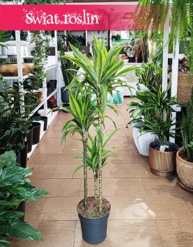 Dracena Lemon Lime 3 pnie do biura do domu do firmy sklep internetowy online, Dracaena Lemon Lime 3 pnie