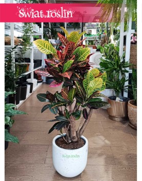 Duży Kroton Petra, Wielki Croton Petra, Duży Trójskrzyn Variegata, Wielkie Codiaeum Variegatum