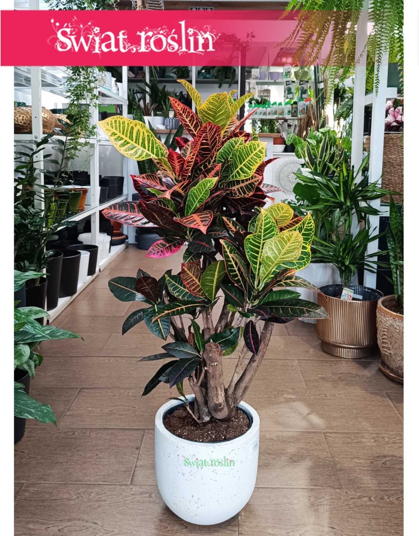 Duży Kroton Petra, Wielki Croton Petra, Duży Trójskrzyn Variegata, Wielkie Codiaeum Variegatum