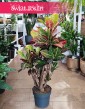 Duży Kroton Petra z wysyłką do domu, Wielki Croton Petra, Duży Trójskrzyn Variegata petra