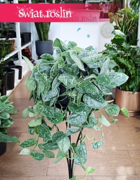 Scindapsus Pictus Silvery Ann, Scindapsus Pstry Silvery Ann