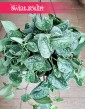 Scindapsus Pictus Silvery Ann, Scindapsus Pstry Silvery Ann do kupienia w sklepie onlione z dostawą