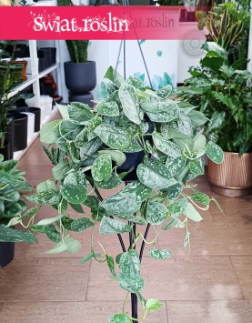 Scindapsus Pictus Silvery Ann kup w Krakowie w Świat Roślin lub online z dostawą, Scindapsus Pstry Silvery Ann