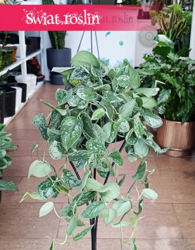 Scindapsus Pictus Silvery Ann w najlepszej cenie i jakości z dostawą online, Scindapsus Pstry Silvery Ann