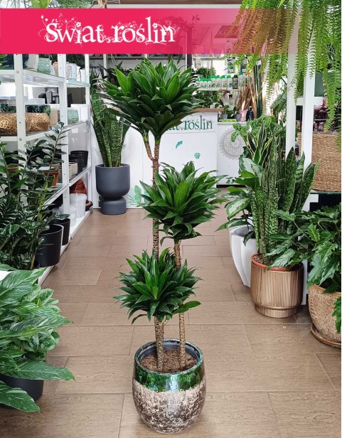 Duża Dracena Compacta, Wielka Dracaena Compacta - trzy pnie