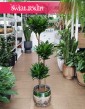 Duża Dracena Compacta, Wielka Dracaena Compacta - trzy pnie
