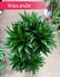 Duża Dracaena Compacta, Wielka Dracena Compacta sklep online wysyłka roślin doniczkowych