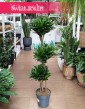 Duża Dracaena Compacta, Wielka Dracena Compacta w najlepszej cenie i jakości z dostawą