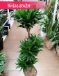 Duża Dracaena Compacta, Wielka Dracena Compacta, rosliny doniczkowe Kraków, dracena Kraków sklep Świat Roślin