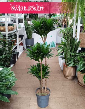 Duża Dracaena Compacta, duża Dracena Compacta trzypienna do kupienia online internetowy sklep Świat Roślin