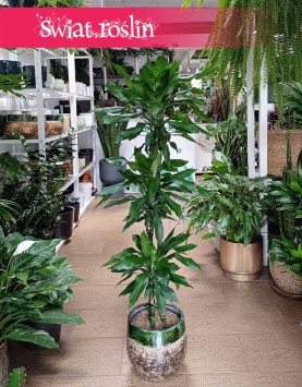 Dracena Fragrans Burundii, Dracaena wonna Burundii