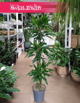 Dracena Fragrans Burundii do kupienia w Krakowie w Świat Roślin lub online z dostawą, Dracaena wonna Burundii
