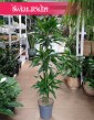 Dracena Fragrans Burundii do kupienia w Krakowie w Świat Roślin lub online z dostawą, Dracaena wonna Burundii