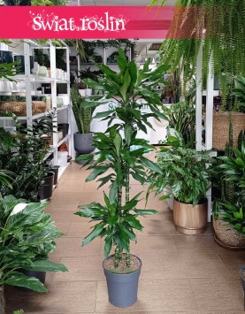 Dracena Fragrans Burundii sklep internetowy online z dostawą w całej Polsce, Dracaena wonna Burundii