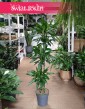 Dracena Fragrans Burundii sklep internetowy online z dostawą w całej Polsce, Dracaena wonna Burundii
