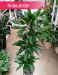 Dracena Fragrans Burundii do kupienia online internetowo z dostawą w całej Polsce, Dracaena wonna Burundii