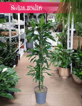 Dracena Fragrans Burundii kup w najlepszej cenie ijakości z dostawą kurierem, Dracaena wonna Burundii