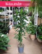 Dracena Fragrans Burundii kup w najlepszej cenie ijakości z dostawą kurierem, Dracaena wonna Burundii