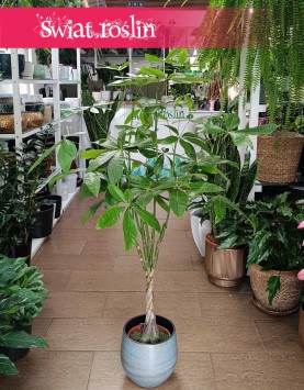 Wielka Pachira Aquatica, Duża Pachira wodna