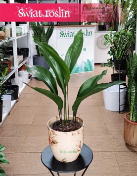 Aspidistra Wyniosła Elatior