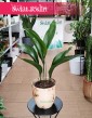 Aspidistra Wyniosła Elatior