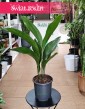 Aspidistra Wyniosła, Aspidistra Elatior Kup w Krakowie z dostawą do domu, roślina Żelazny liść