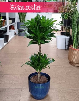 Dracena Compacta, Dracena Deremeńska, roślina Smokowiec