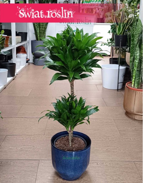 Dracena Compacta, Dracena Deremeńska, roślina Smokowiec