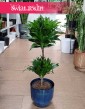 Dracena Compacta, Dracena Deremeńska, roślina Smokowiec