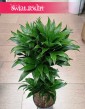Dracena Compacta, Dracena Deremeńska duża roslina do biura do firmy do mieszkania