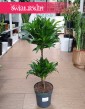 Dracena Compacta sklep z roślinami w Krakowie Świat Roślin, Dracena Deremeńska kup online z dostawą w całej Polsce