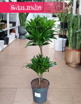 Dracena Compacta, Dracena Deremeńska popularna roslina doniczkowa sklep internetowy online z dostawą roślin