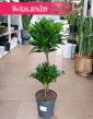 Dracena Compacta, Dracena Deremeńska popularna roslina doniczkowa sklep internetowy online z dostawą roślin