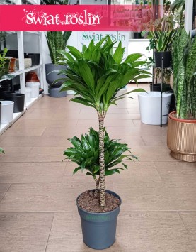 Dracena Compacta w najlepszejc cenie i jakości z dostawą online pod drzwi, Dracaena Deremeńska