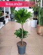 Dracena Compacta w najlepszejc cenie i jakości z dostawą online pod drzwi, Dracaena Deremeńska