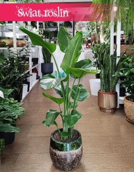Strelicja Nicolai, Strelitzia Nicolai, Strelicja Biała