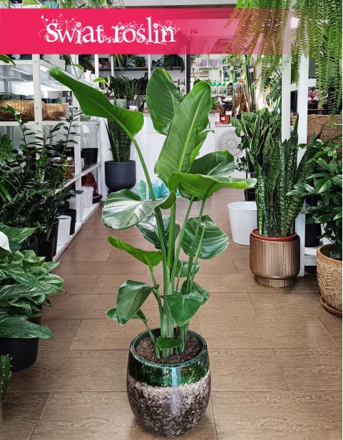 Strelicja Nicolai, Strelitzia Nicolai, Strelicja Biała