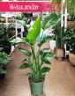 Strelicja Nicolai łatwa w uprawie do kupienia z dostaą do domu do biura, Strelitzia Nicolai, Strelicja Biała