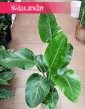Strelicja Nicolai, Strelitzia Nicolai kup z wysyłką do domu lub biura lub firmy, Strelicja Biała