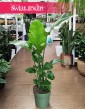Strelicja Nicolai do kupienia w sklepie internetowym online, Strelitzia Nicolai, Strelicja Biała