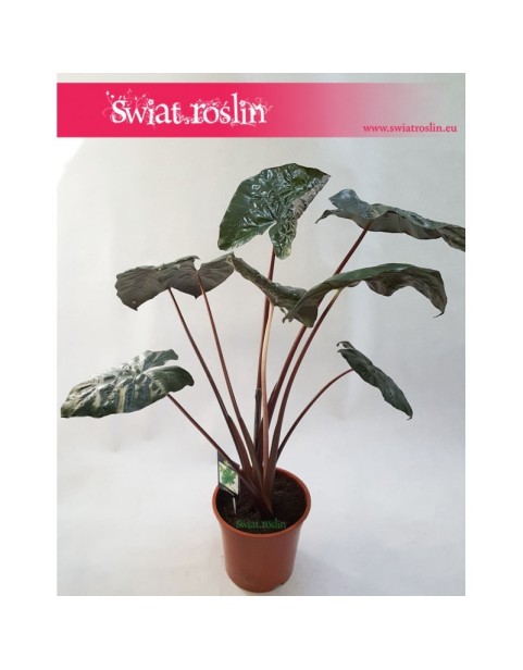 Alokazja Yucatan Princess, Alocasia Yucatan Princess 6