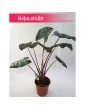 Alokazja Yucatan Princess, Alocasia Yucatan Princess 6
